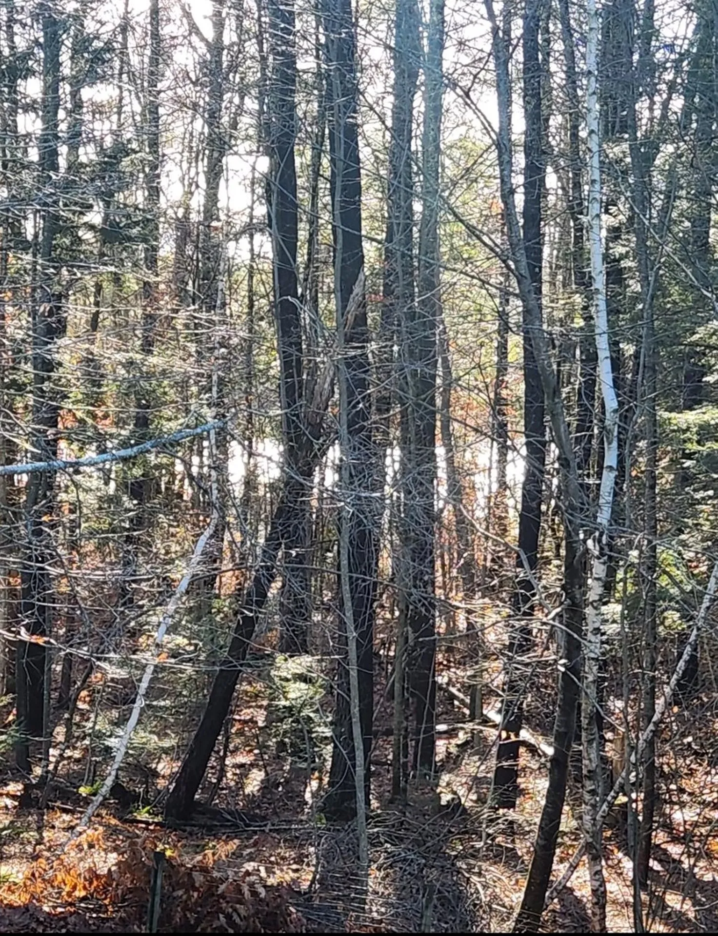 20 Emerson Lane Rindge NH 03461