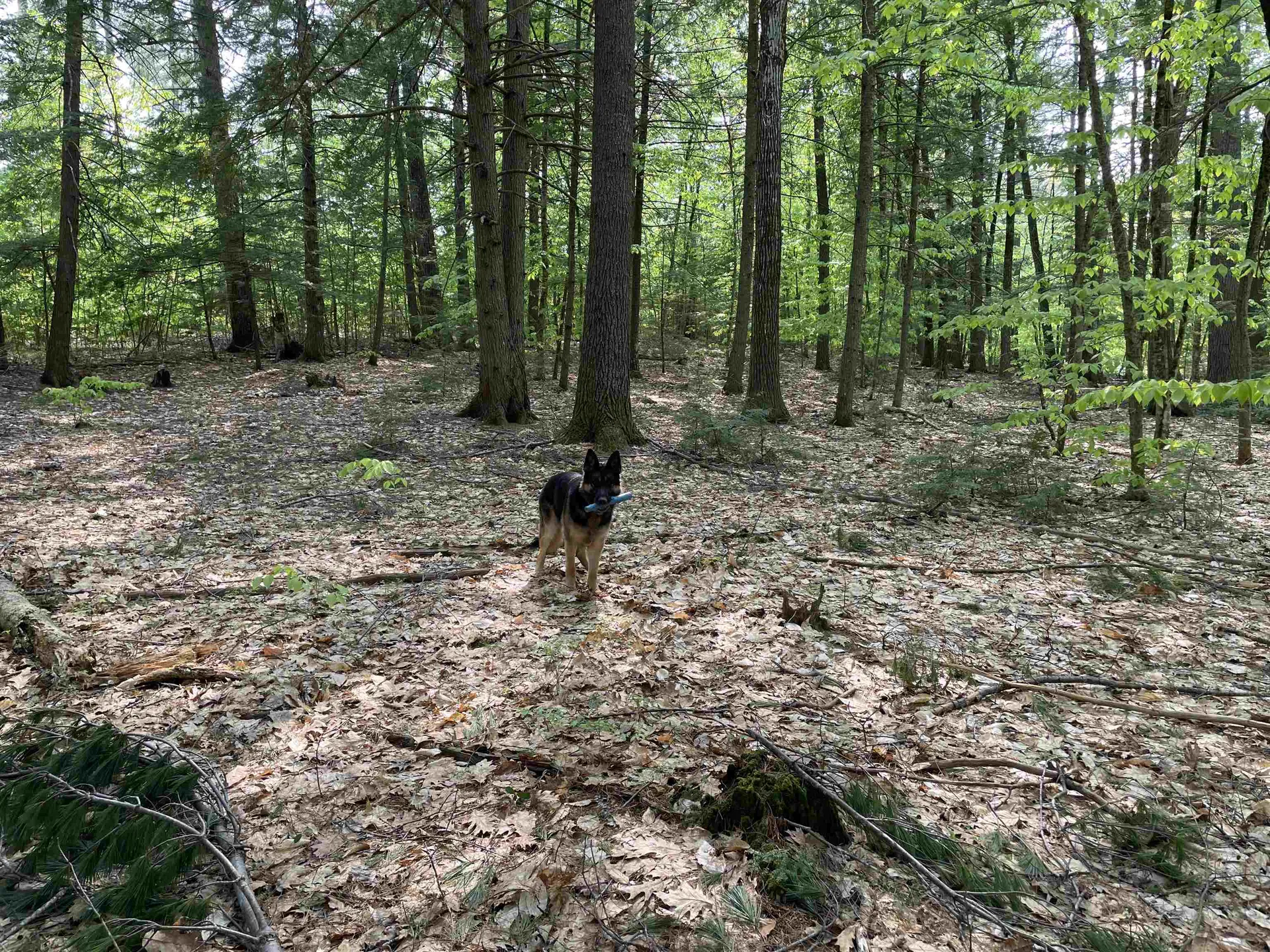 20 Barrington Circle Ossipee NH 03814