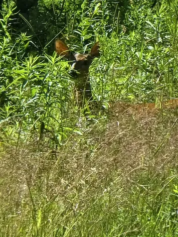 82 Hodge Hill Road Lisbon NH 03585