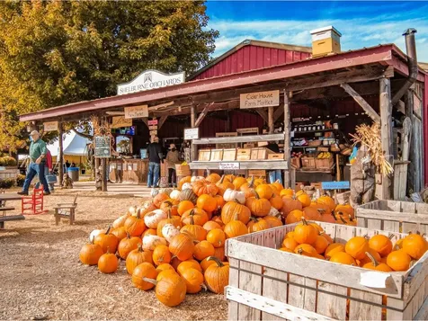 217 Elmore Street Shelburne VT 05482