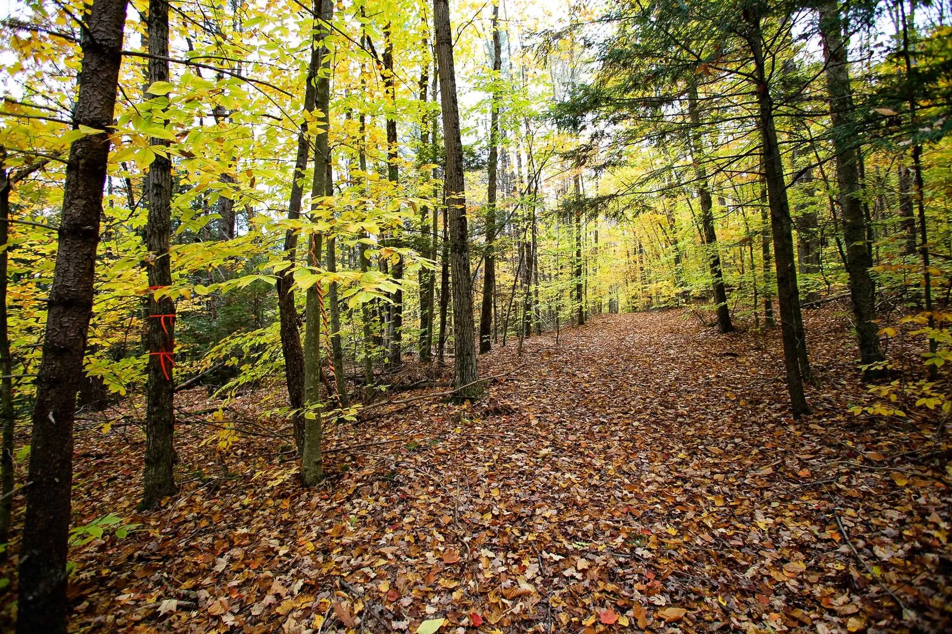 1235 Camp Road Hubbardton VT 05733