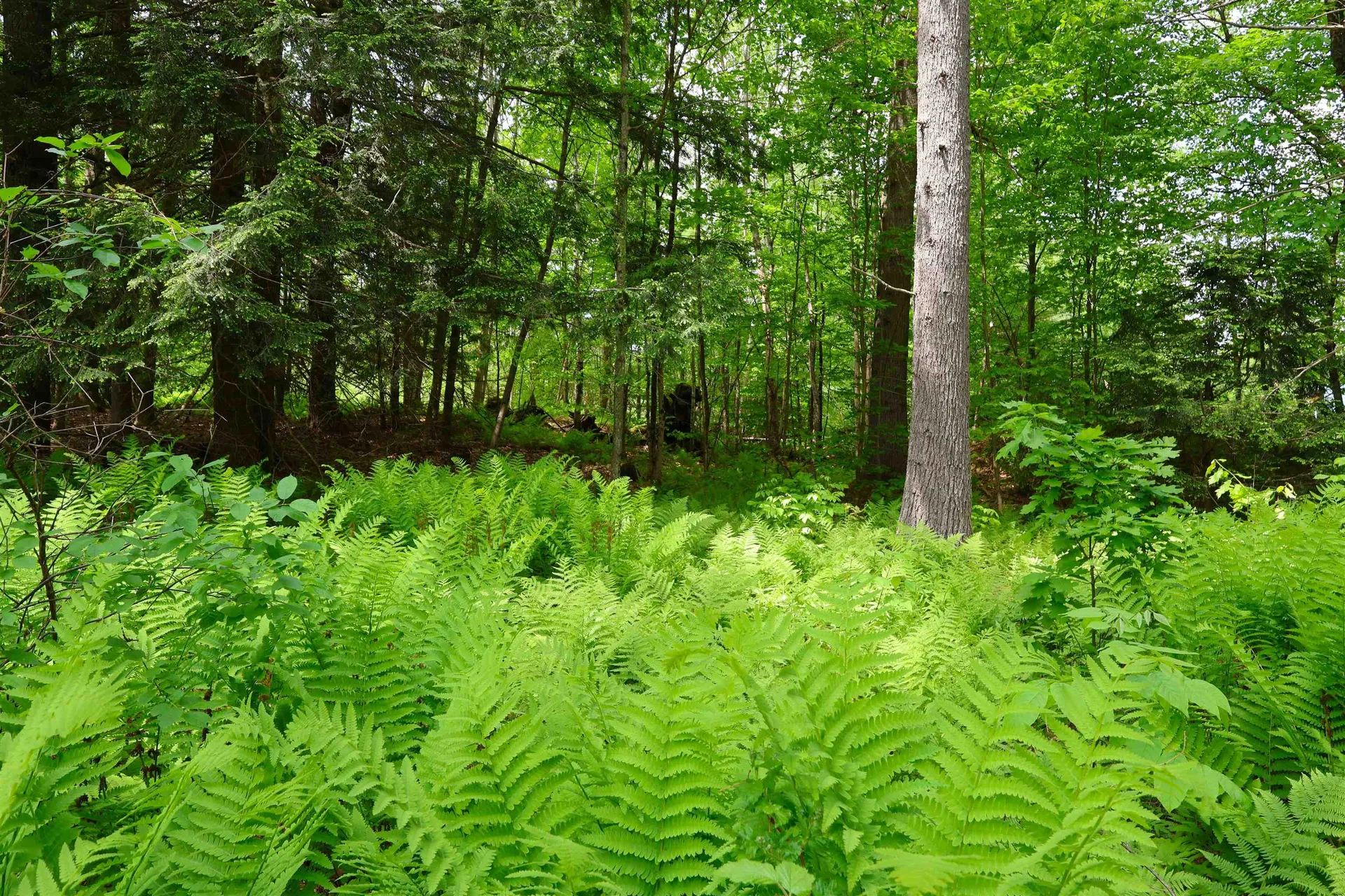 25 Independent Drive Hartland VT 05048