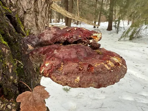 Province Road Belmont NH 03220