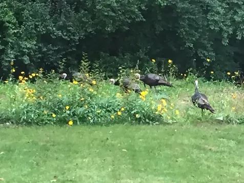 3 Brewster Heights Wolfeboro NH 03894