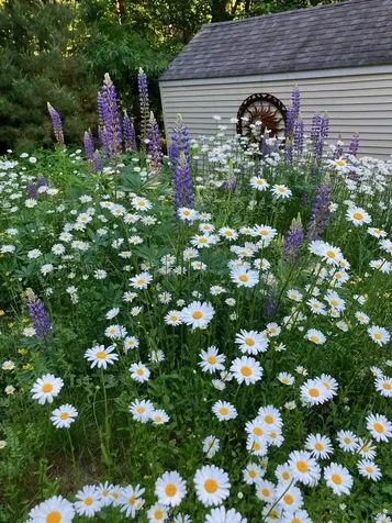 3 Brewster Heights Wolfeboro NH 03894