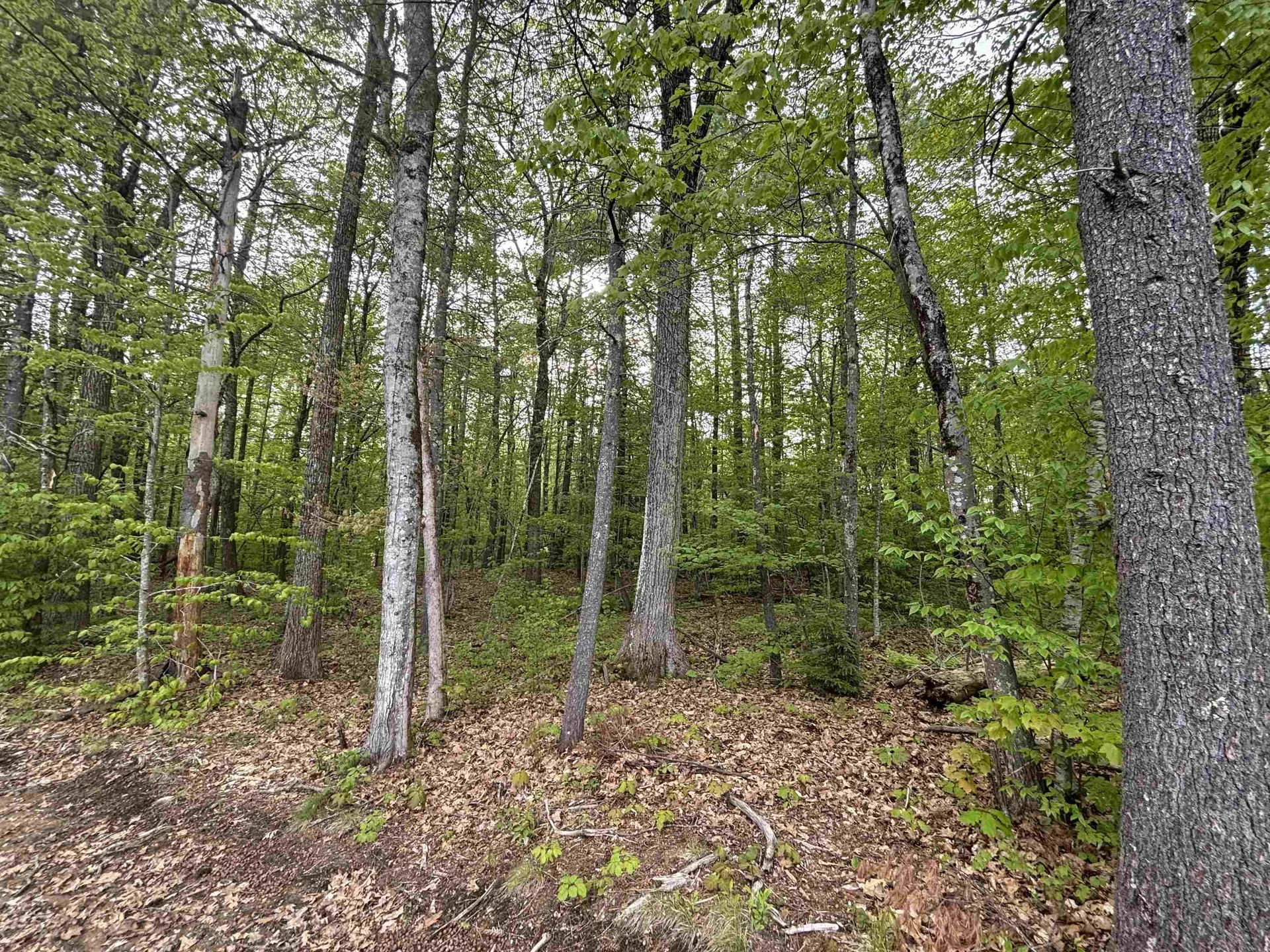 Wildcat Road Barrington NH 03825