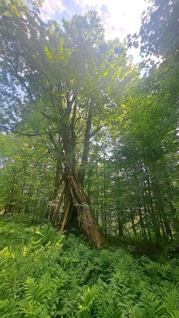 44 Antler Loop Dover VT 05356