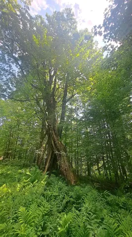 44 Antler Loop Dover VT 05356