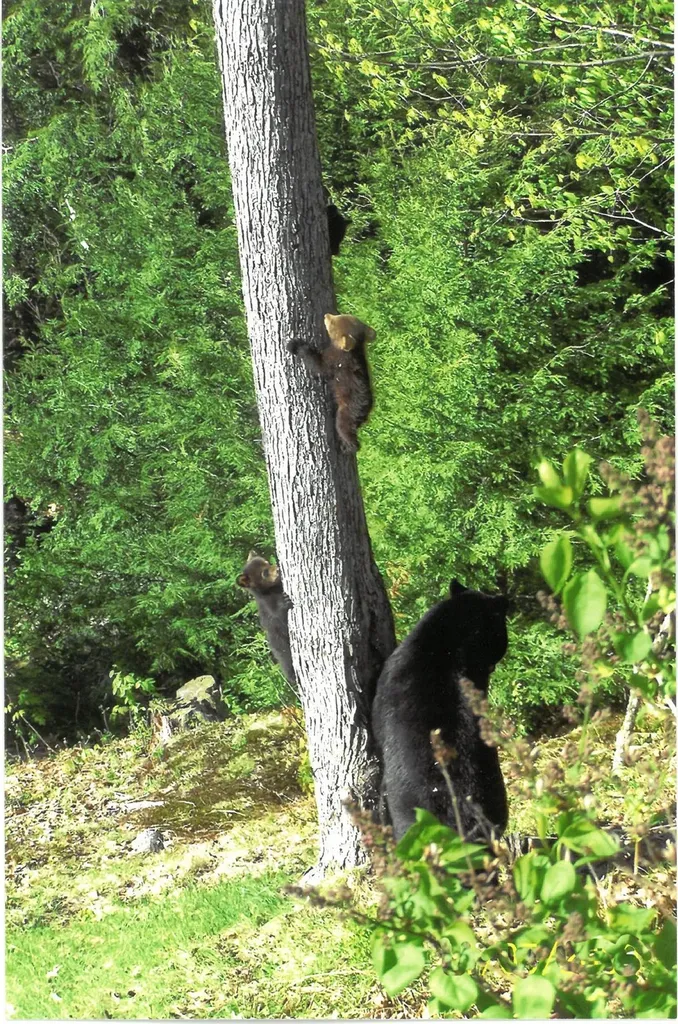 97 Alpine Road Bridgewater NH 03222