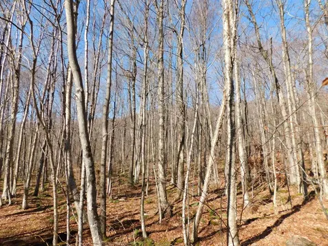 00 Highland Drive Montgomery VT 05471