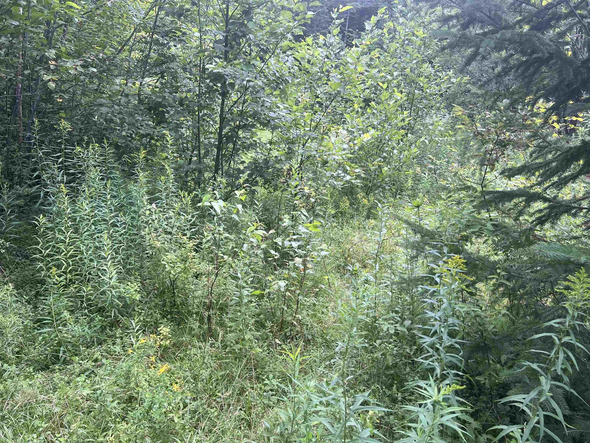 0 Hartwell Pond Road Albany VT 05875