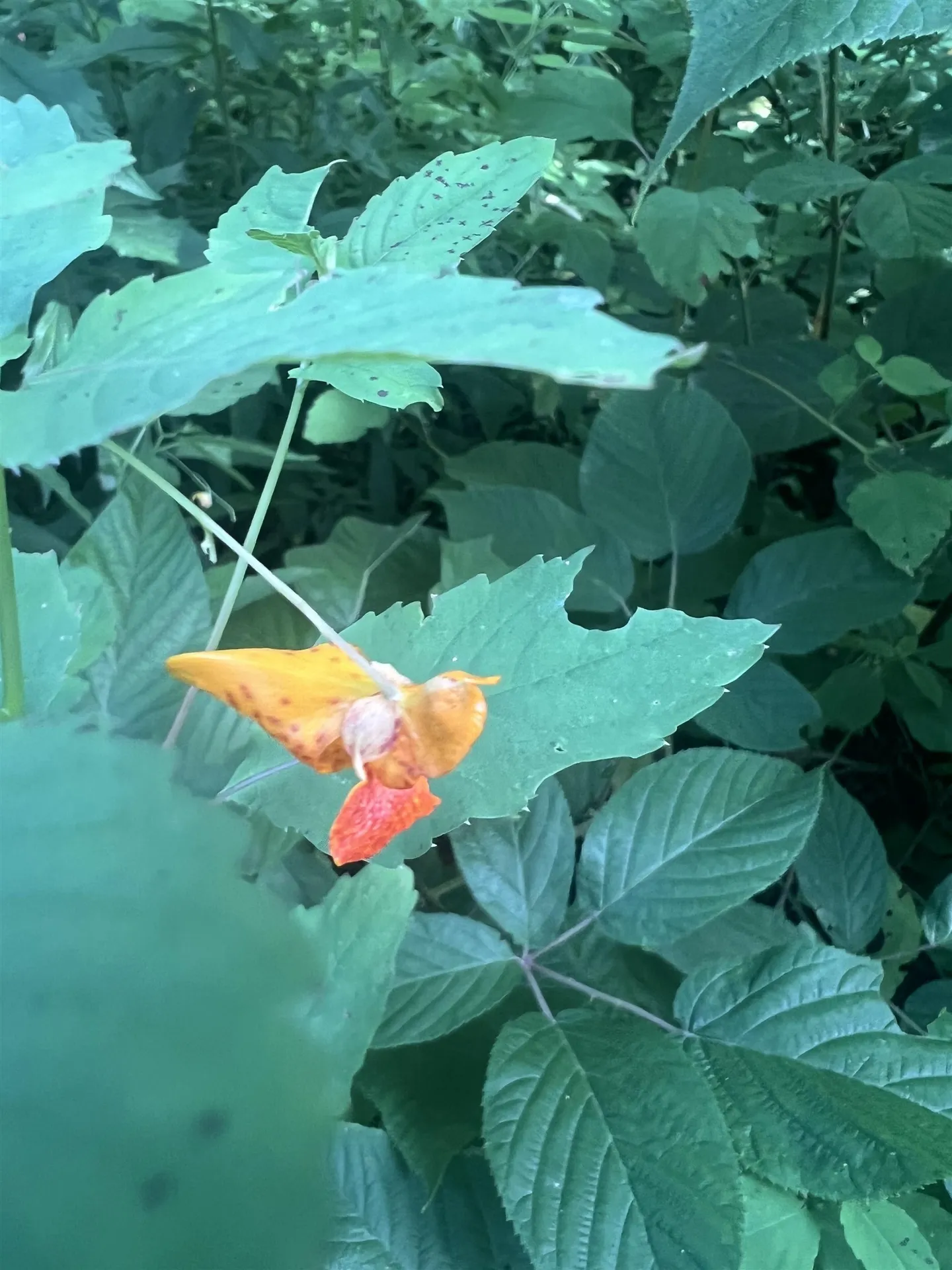 0 Hartwell Pond Road Albany VT 05875