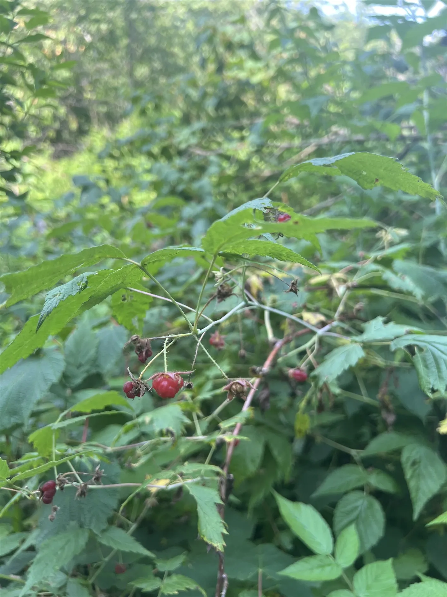 0 Hartwell Pond Road Albany VT 05875