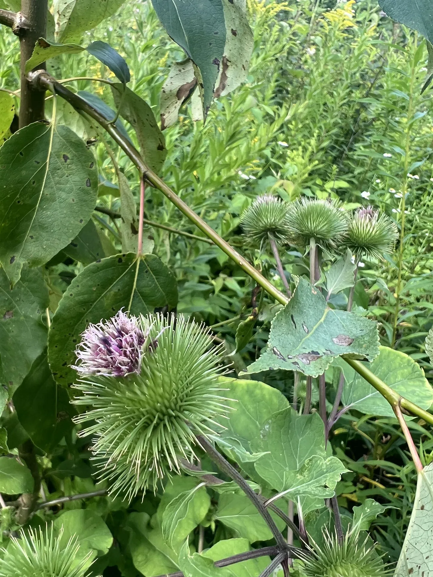 0 Hartwell Pond Road Albany VT 05875