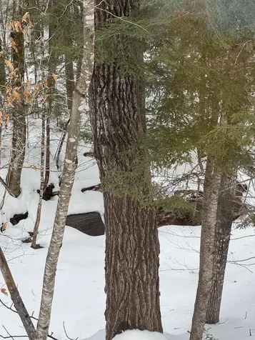 14 Streamside Drive Campton NH 03223