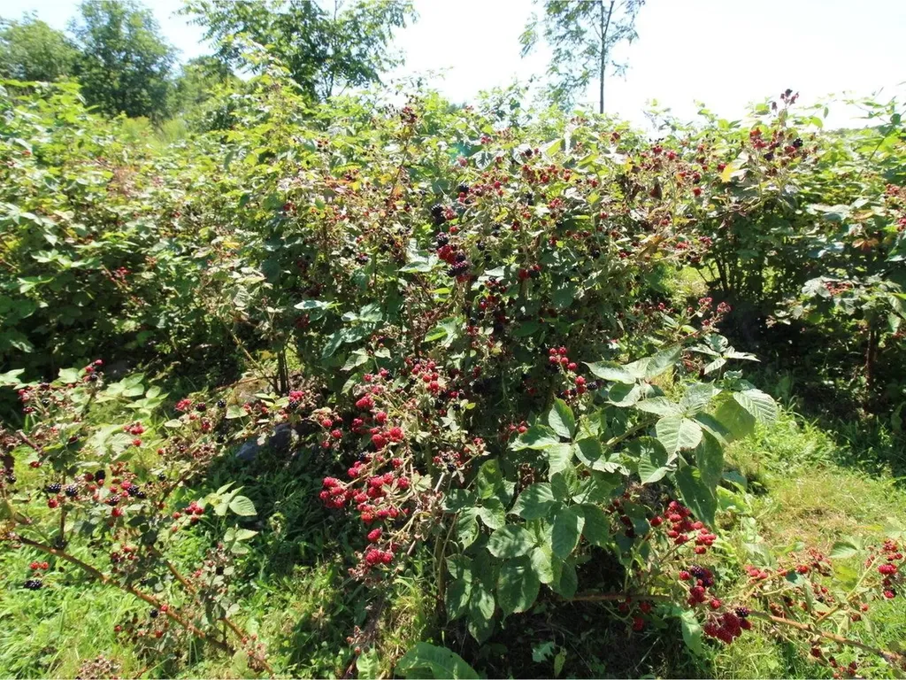 2735 Shelburne Falls Road Hinesburg VT 05461
