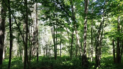 Lot 1-3 Hill Street Montpelier VT 05601