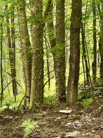Lot 1-3 Hill Street Montpelier VT 05601