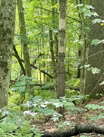 Lot 1-3 Hill Street Montpelier VT 05601