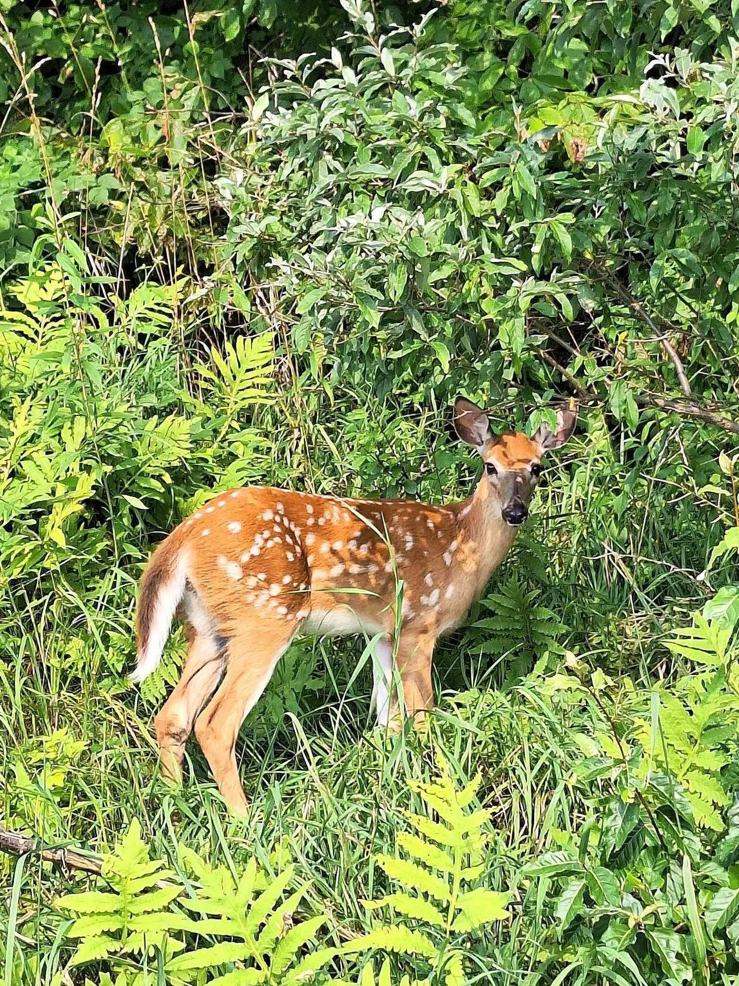 0 Brook Road Springfield VT 05156