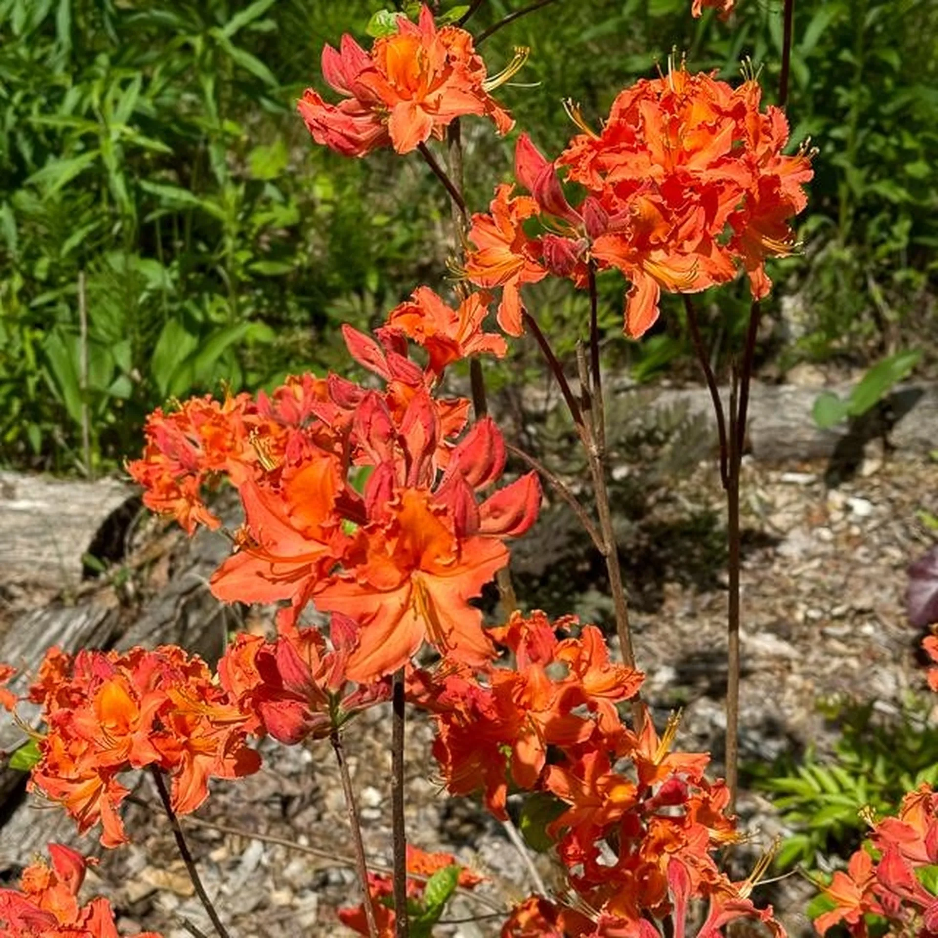 446 New Boston Road Norwich VT 05055