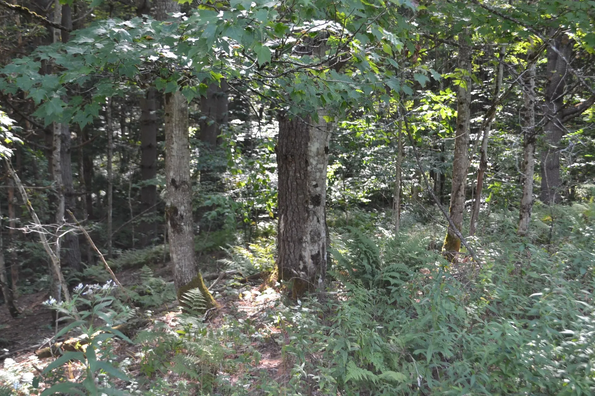 0 Shamrock Lane Montpelier VT 05602