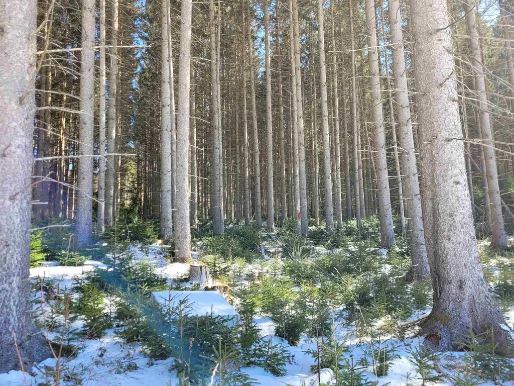 210 Cow Hill Road Peacham VT 05873