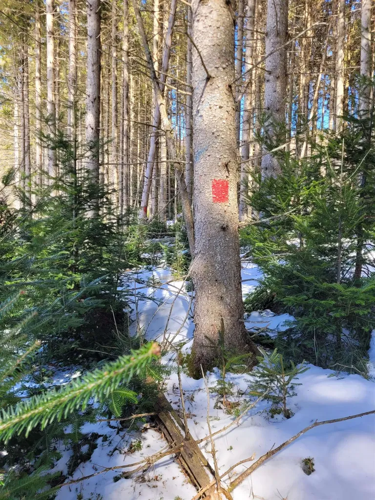 210 Cow Hill Road Peacham VT 05873