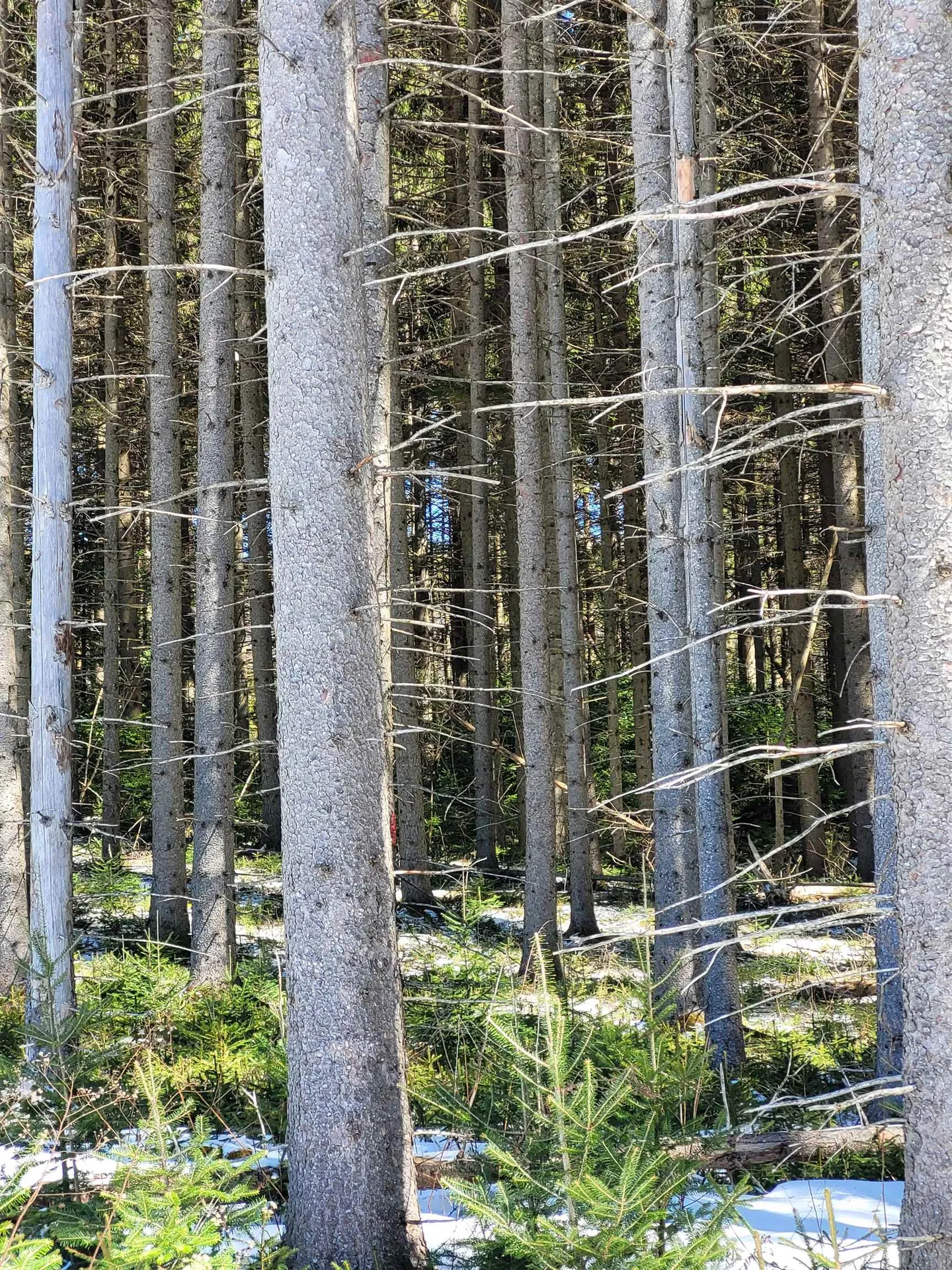 210 Cow Hill Road Peacham VT 05873