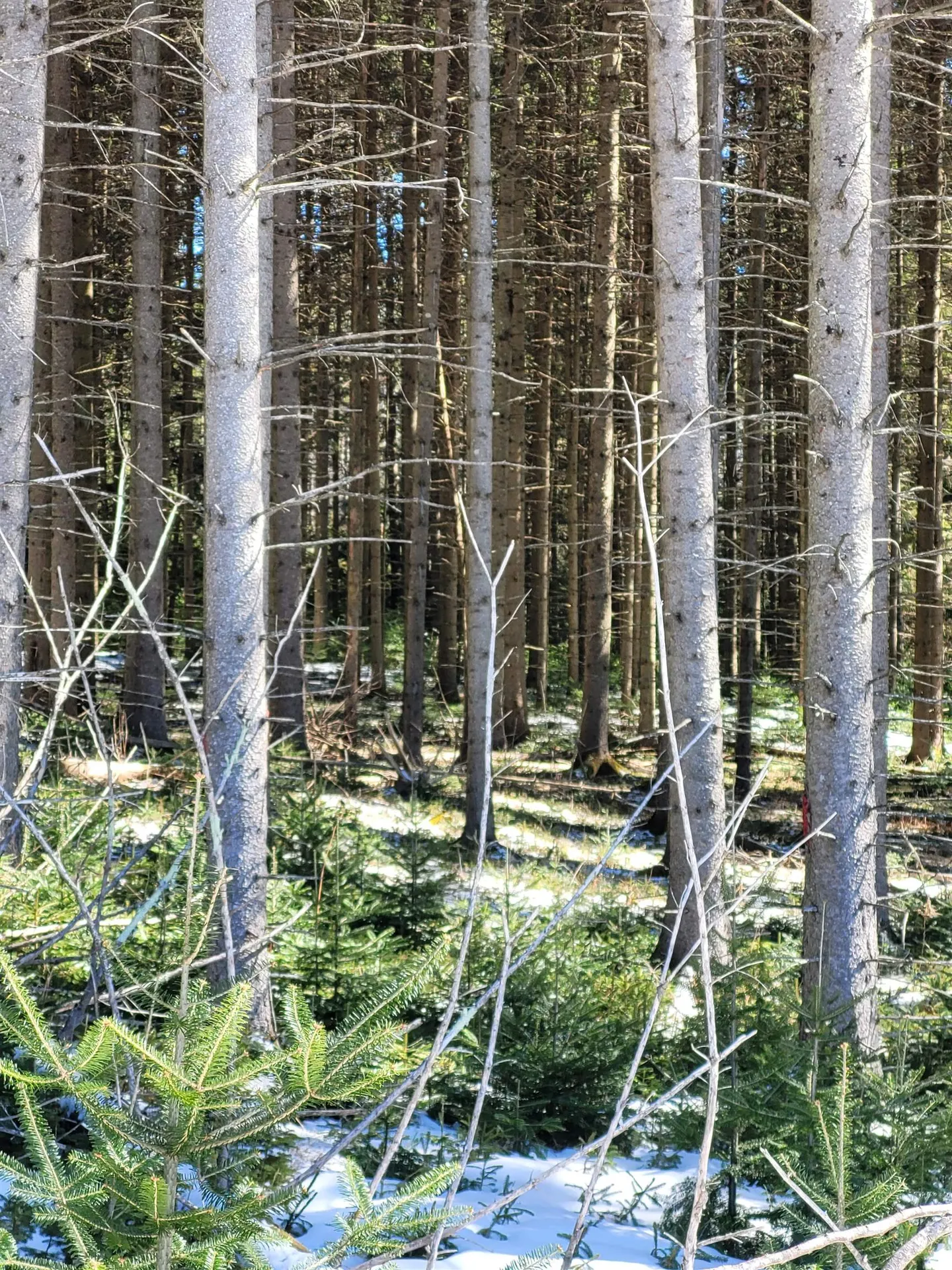 210 Cow Hill Road Peacham VT 05873