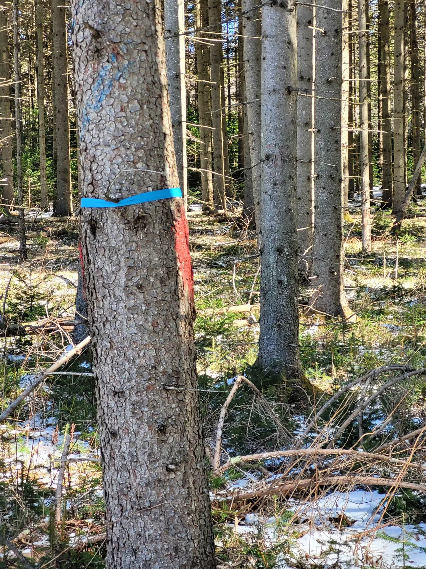 210 Cow Hill Road Peacham VT 05873