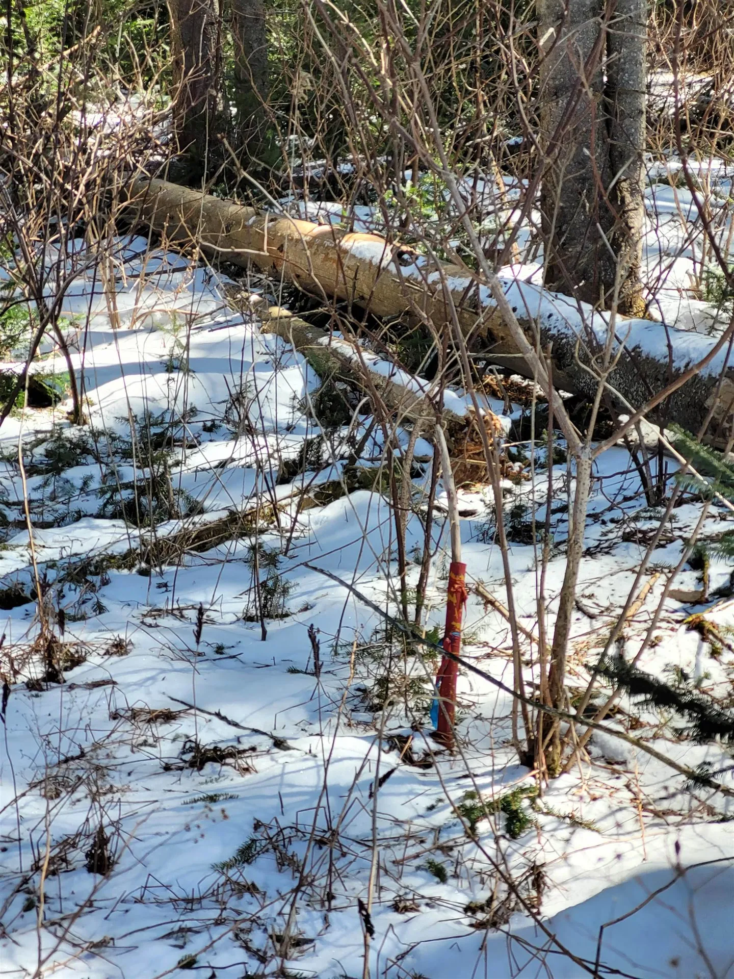 210 Cow Hill Road Peacham VT 05873