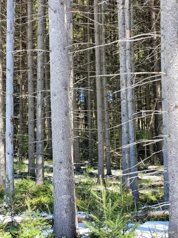 210 Cow Hill Road Peacham VT 05873