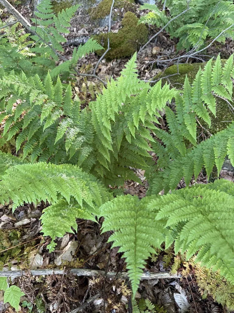 - Foliage Lane Westmore VT 05822