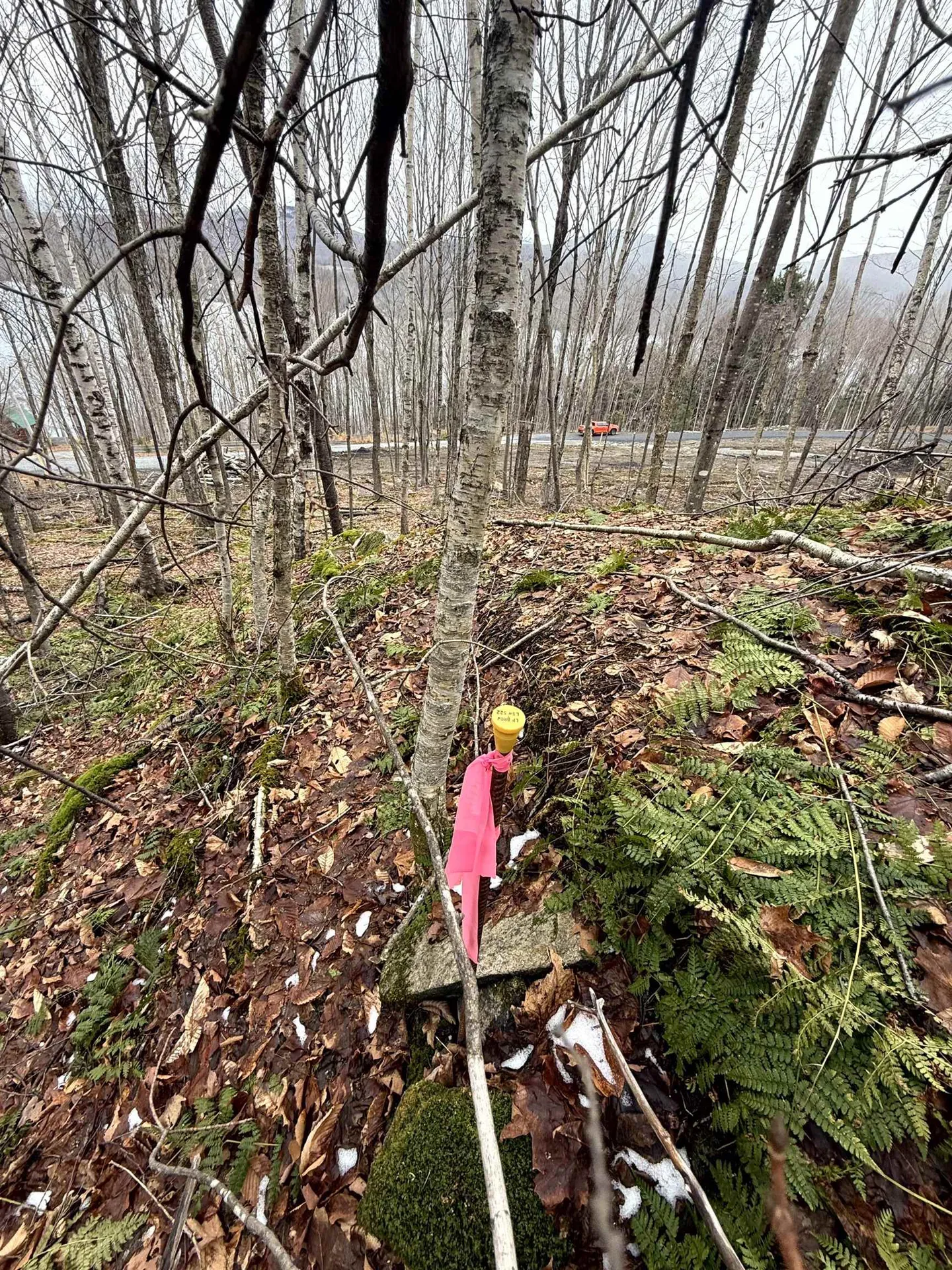 - Foliage Lane Westmore VT 05822