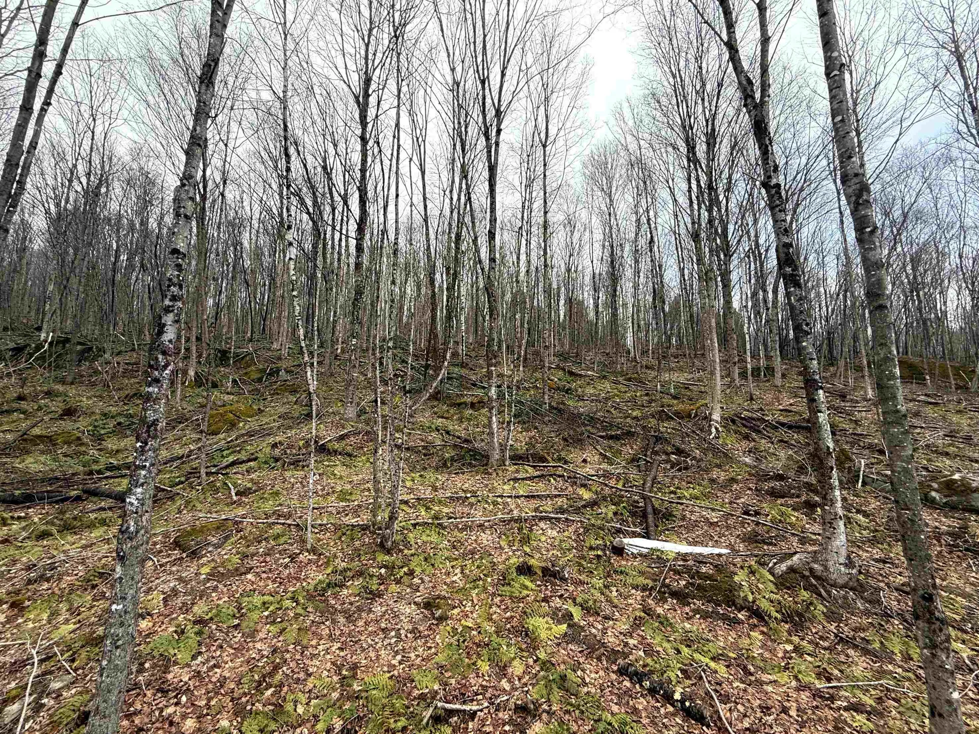 - Foliage Lane Westmore VT 05822