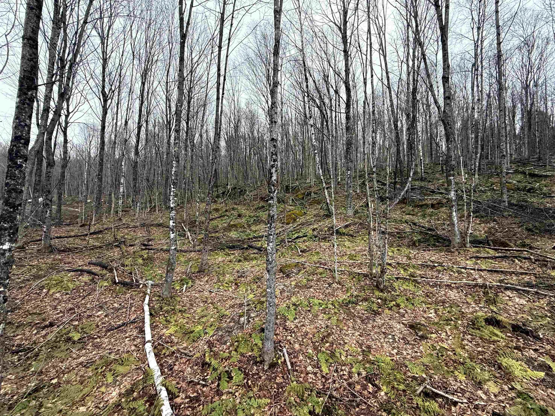 - Foliage Lane Westmore VT 05822