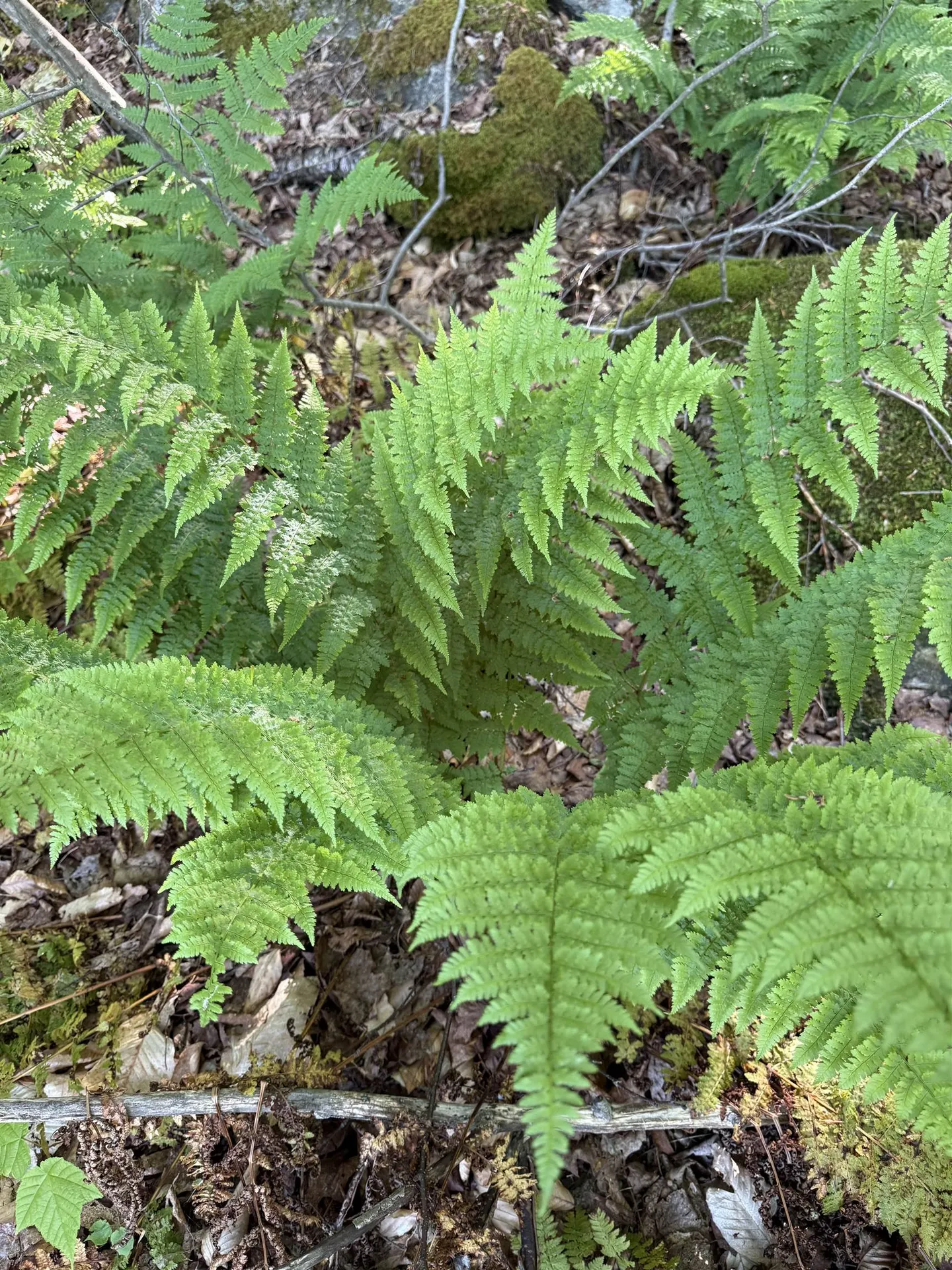 - Foliage Lane Westmore VT 05822
