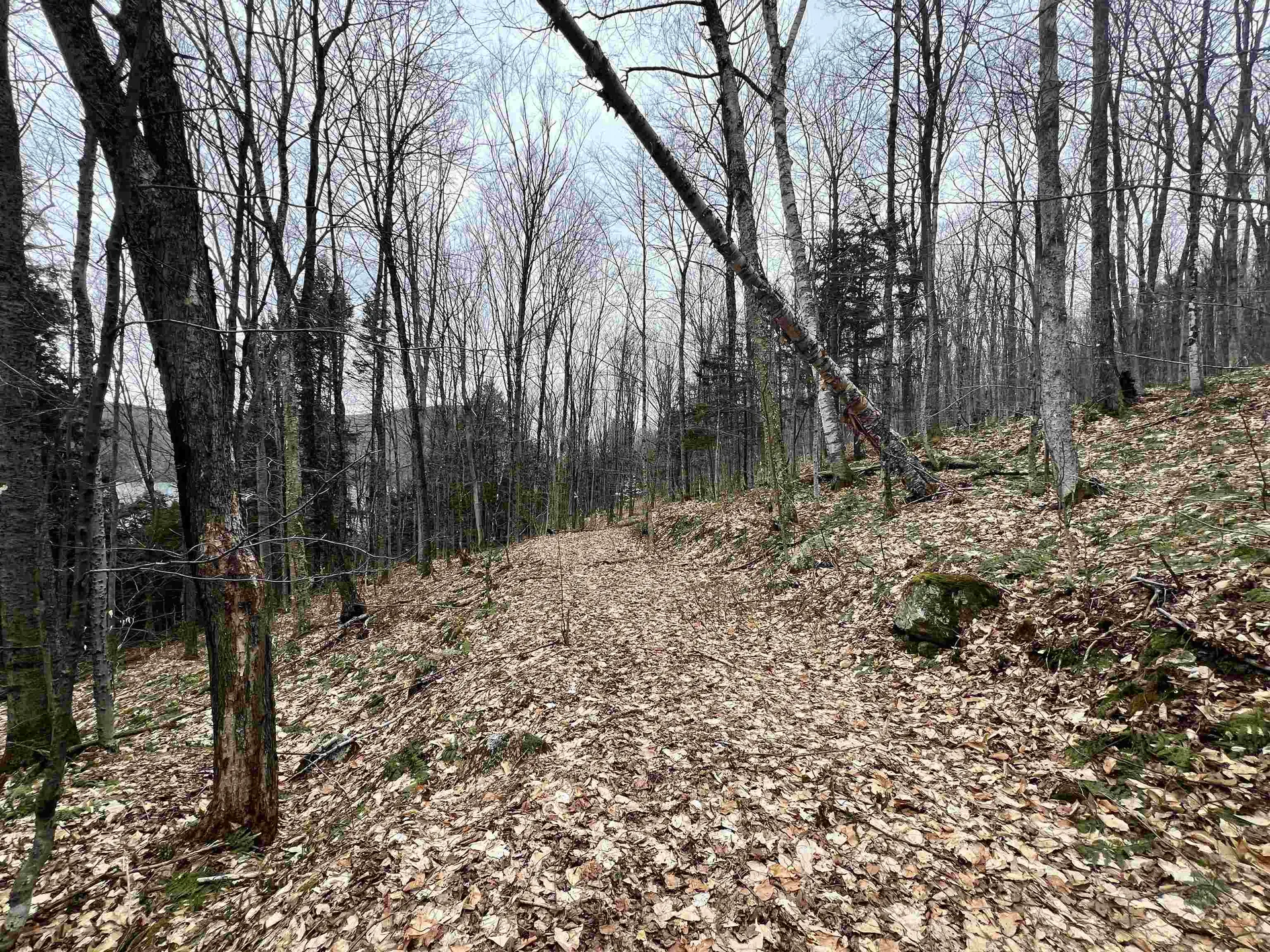 - Foliage Lane Westmore VT 05822