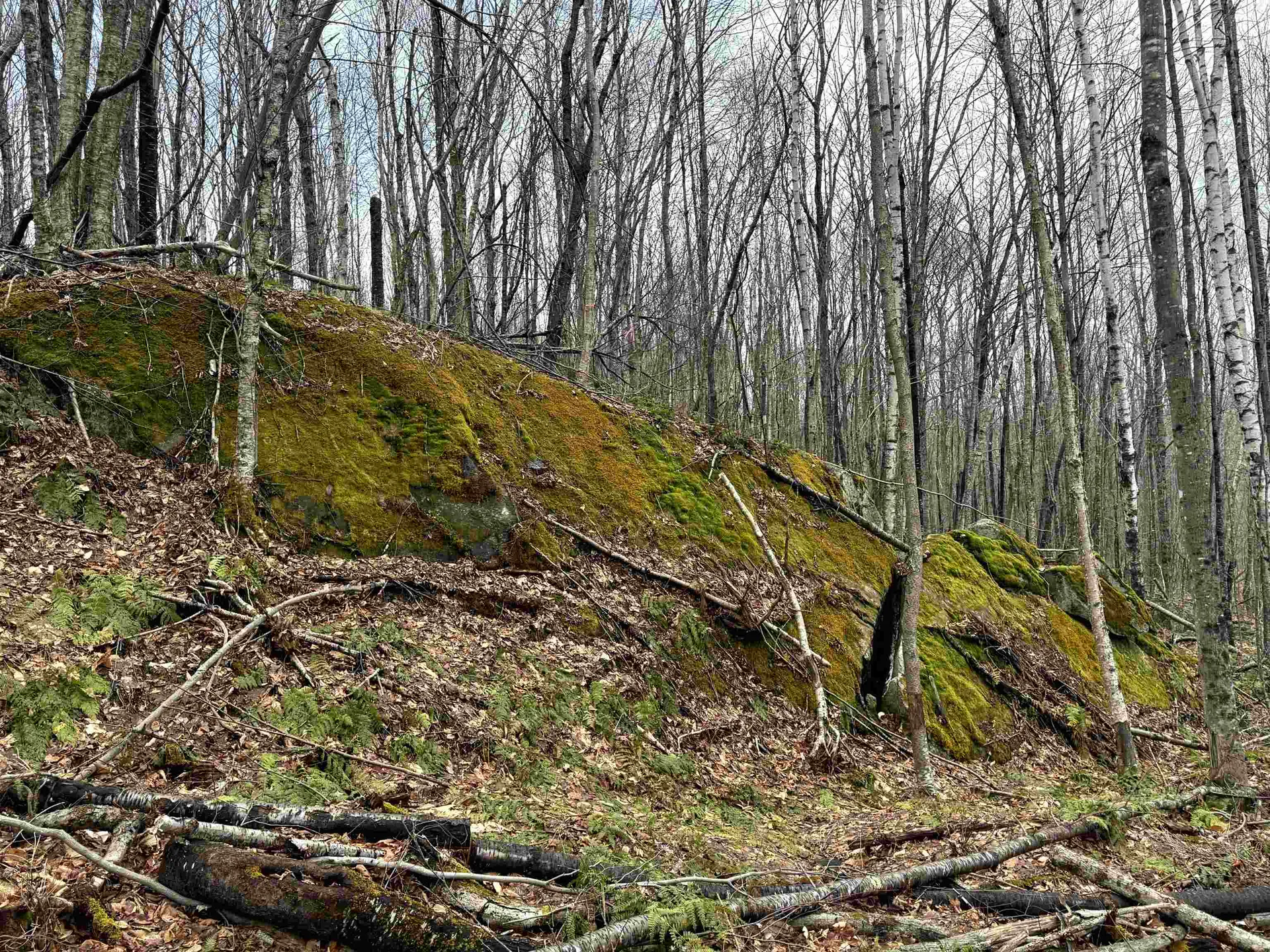 - Foliage Lane Westmore VT 05822