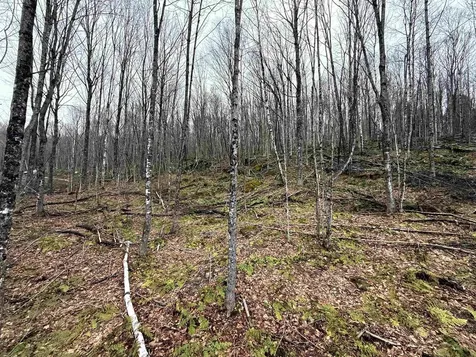 - Foliage Lane Westmore VT 05822