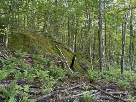 - Foliage Lane Westmore VT 05822