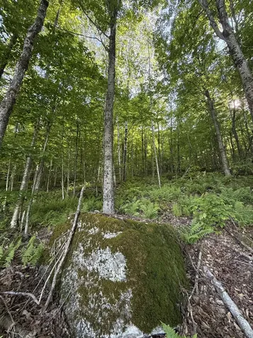 - Foliage Lane Westmore VT 05822