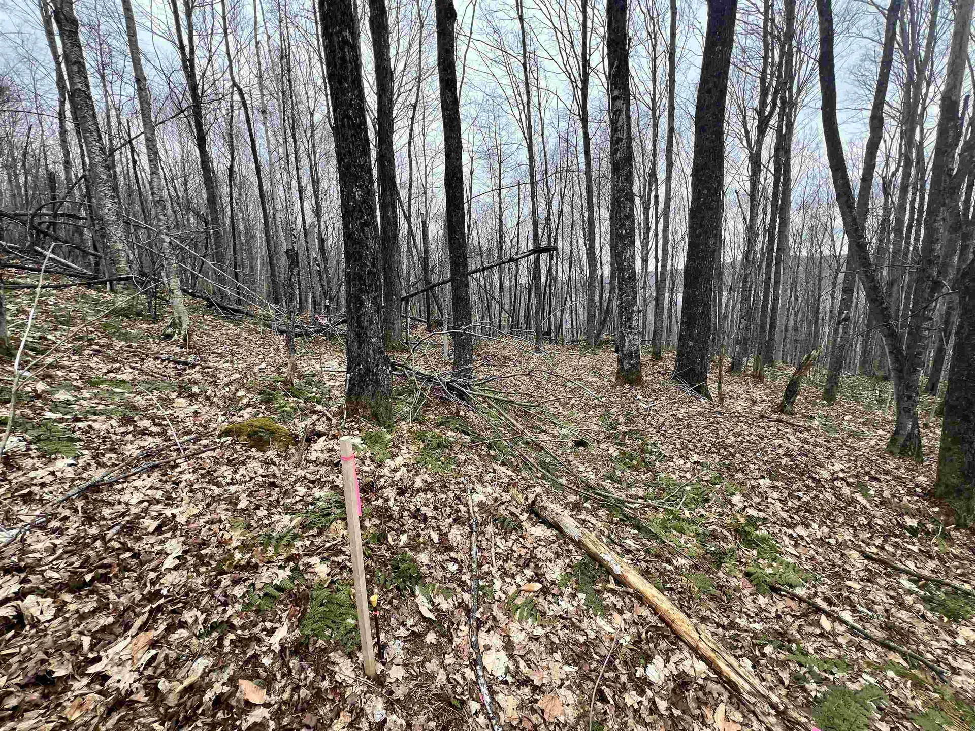 2 Foliage Lane Westmore VT 05822