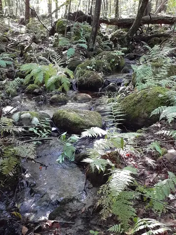 109 Owl's Way Brandon VT 05733