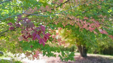 852 Pollander Road Cambridge VT 05464