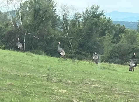 429 Mayville (previously 0 North Rd) Drive Milton VT 05468