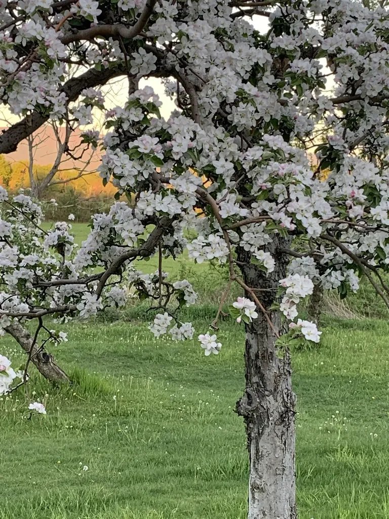 1491 Route 30 Cornwall VT 05753