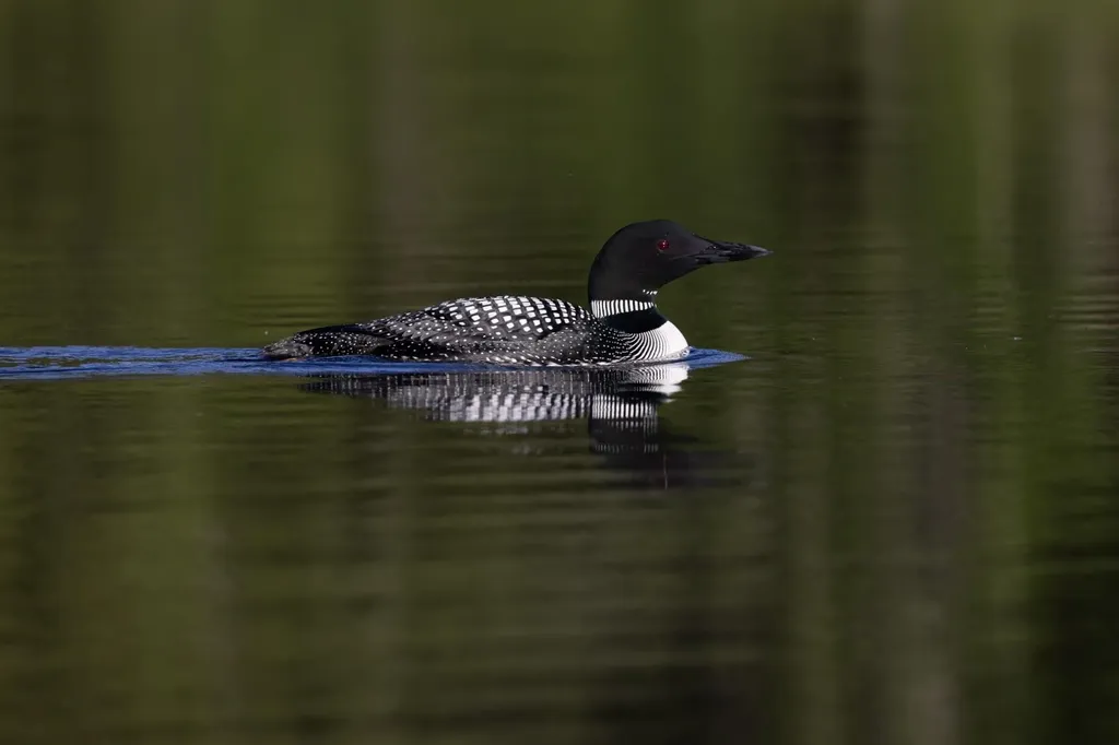 352 Waukeena Lake Road Danbury NH 03230