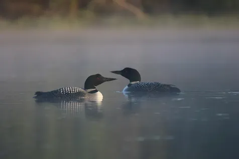 352 Waukeena Lake Road Danbury NH 03230